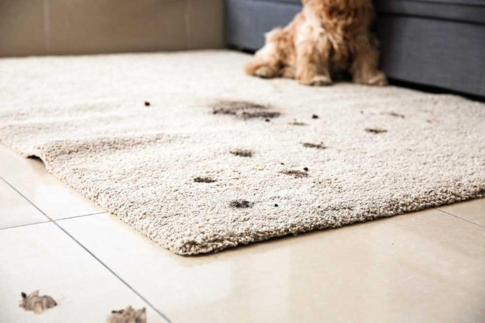 PET TRAFFIC ON CARPET